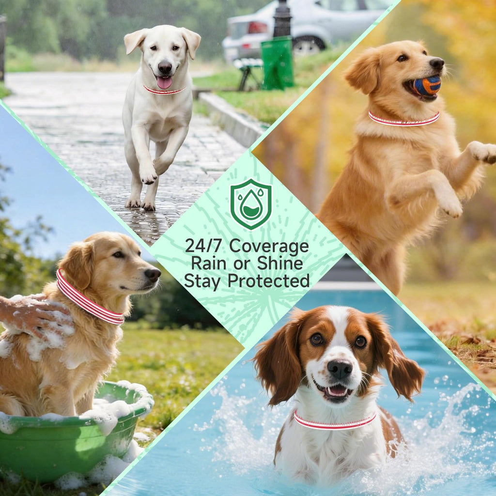 4 Pack Flea and Tick Collar for Dogs H951